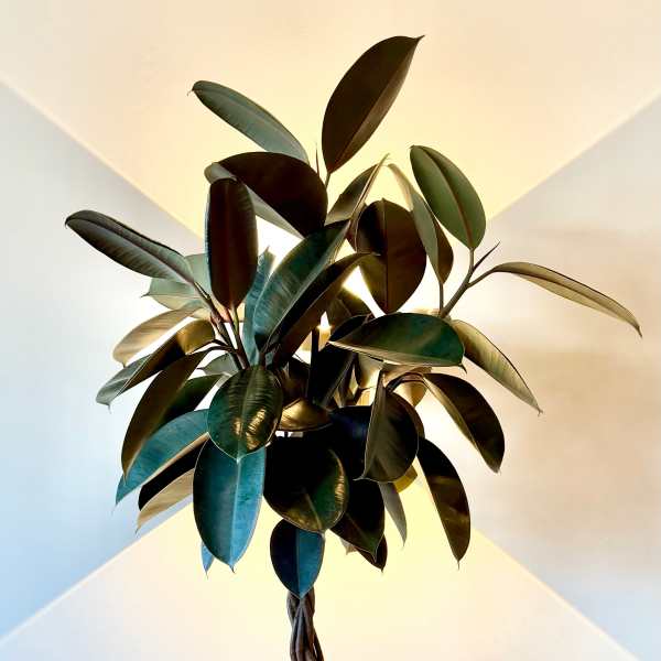 Braided Rubber Tree Topiary