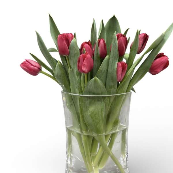 Just Tulips