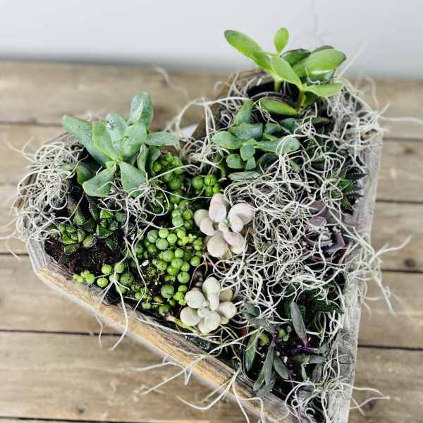 Succulent Love