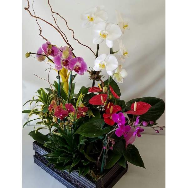 Tropical Mini Phal Garden #2