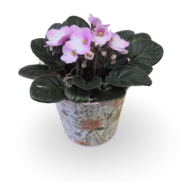 African Violet Plant