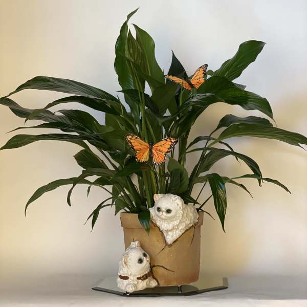 Spathiphyllum plant in cat vase