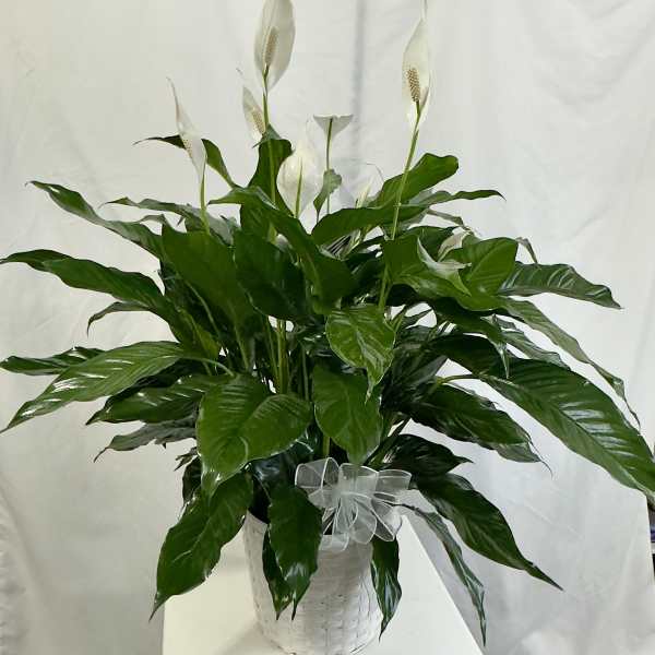 Peace Lily 8"
