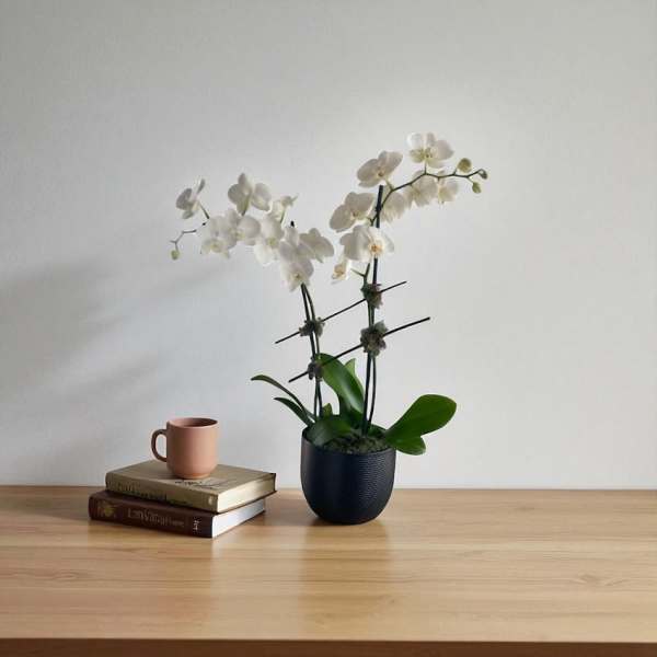 2 Stem - Phalaenopsis Orchid Plant