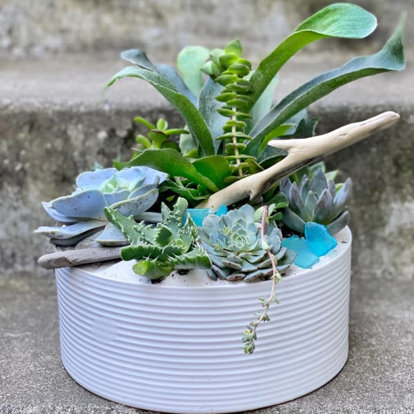 Medium Succulent Planter