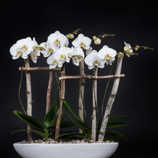 The Orchiditophia_White