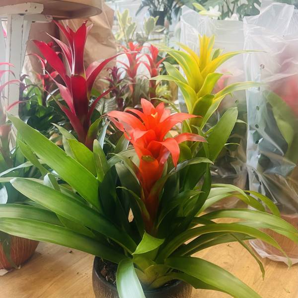 Triple Bromeliad