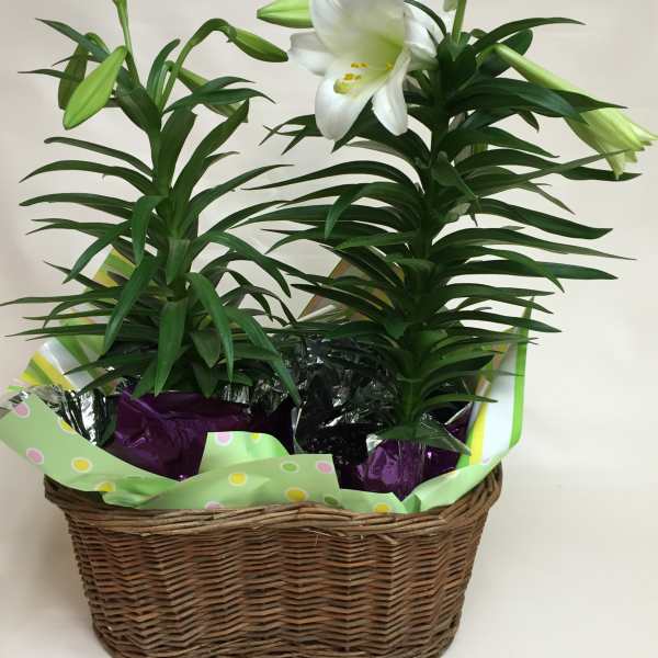 Easter Lily