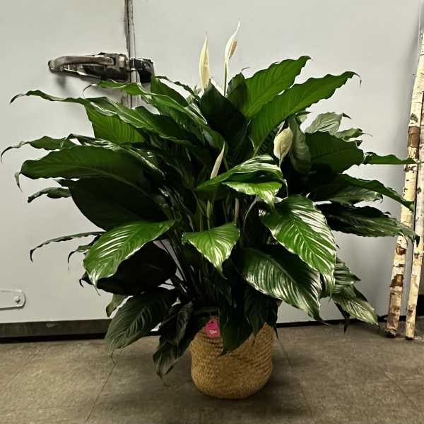 10 Inch Peace Lily in a Basket