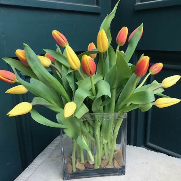 Festive Tulips By Donna