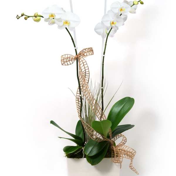 Double-stem white phalaenopsis orchid plant in a white rectangular pot with decorative ribbon.
