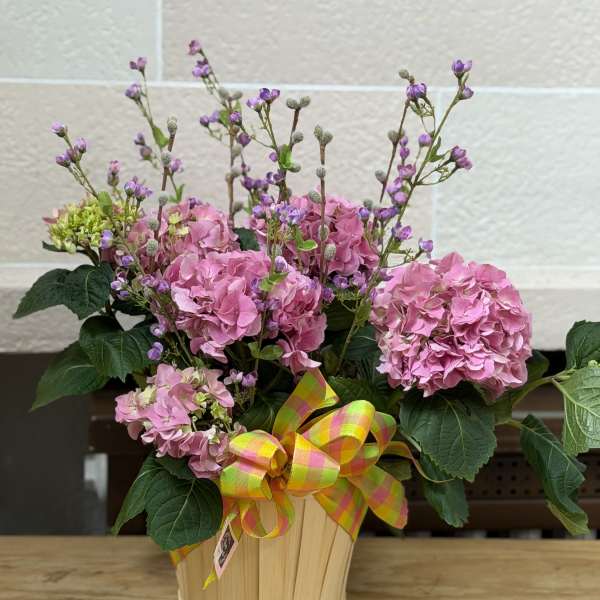 Fancy Pink Hydrangea