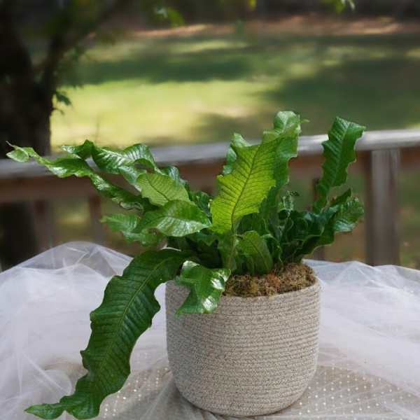 Crocodile Fern - 8" inch
