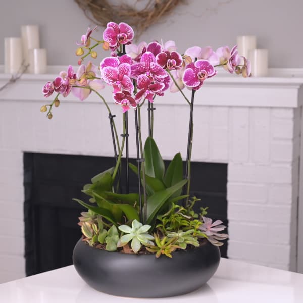 Pink spotted orchids with succulents in a round black bowl planter