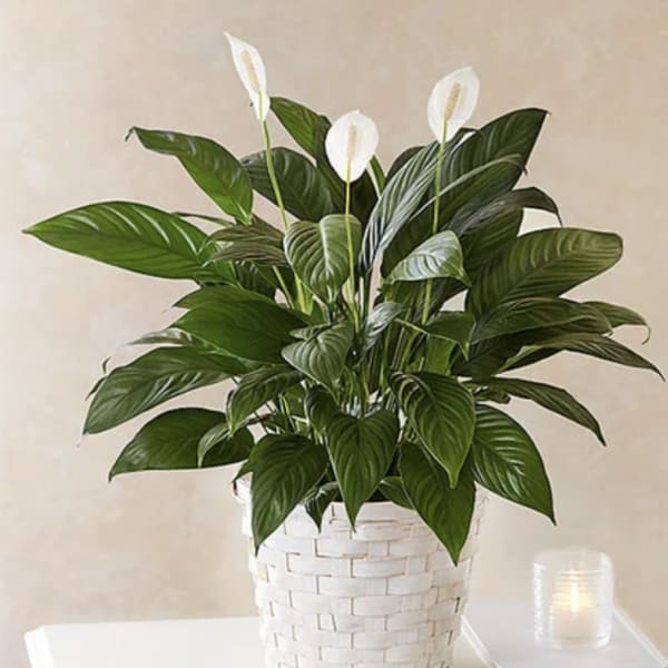 Peace Lily