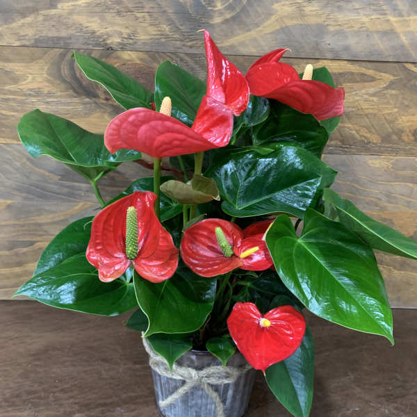 Anthurium Plant