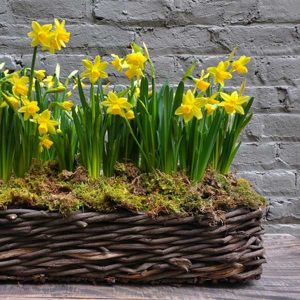 Deluxe Spring Bulb Garden