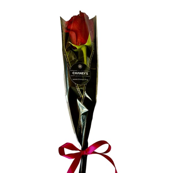 Chaney´s Single Red Rose