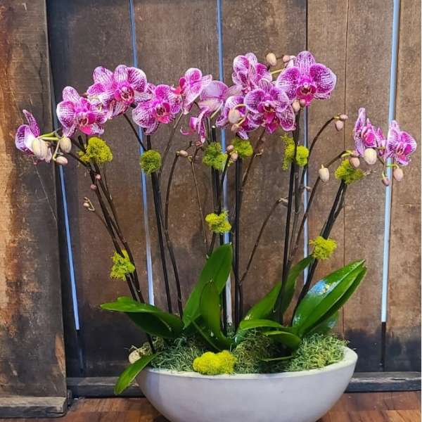 Viva Magenta Orchid Arrangement