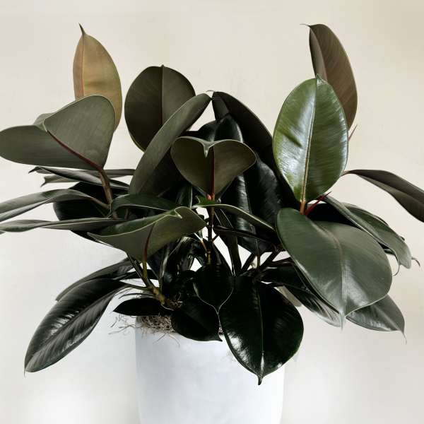 Glossy dark green rubber plant in a white pot on a small stand