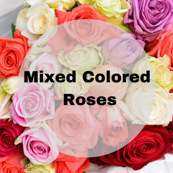 MIXES COLOR ROSES