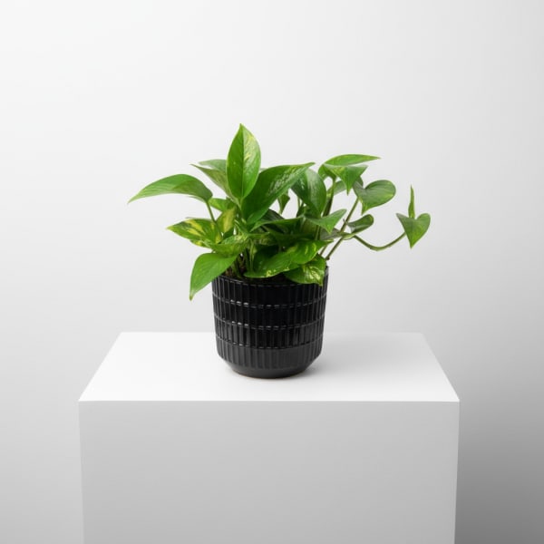 Pathos (Container vary)