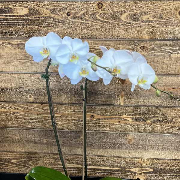 Double Stemmed White Orchid