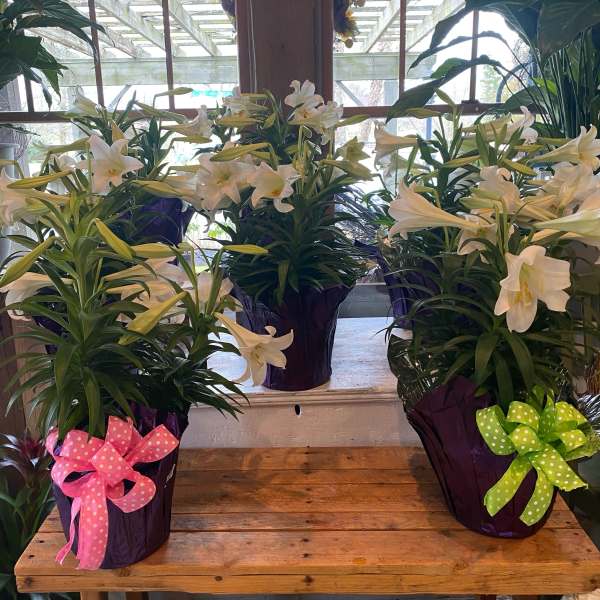 Triple Easter Lilies