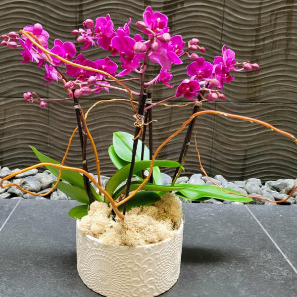 potted orchid