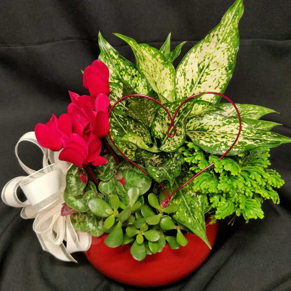 Valentine blooming planter in Red pot