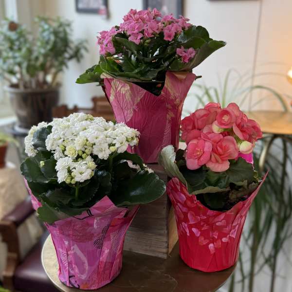 4.5" Minnesota Grown Variety Plant