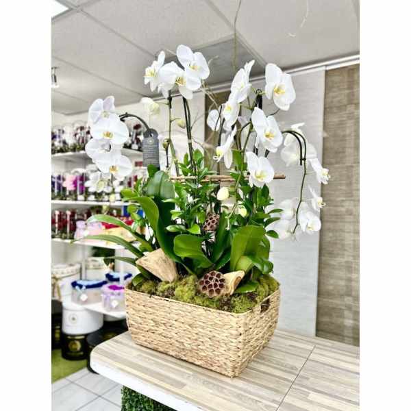 Tall white orchid plants in a rectangular woven basket planter with moss and decorative pods.