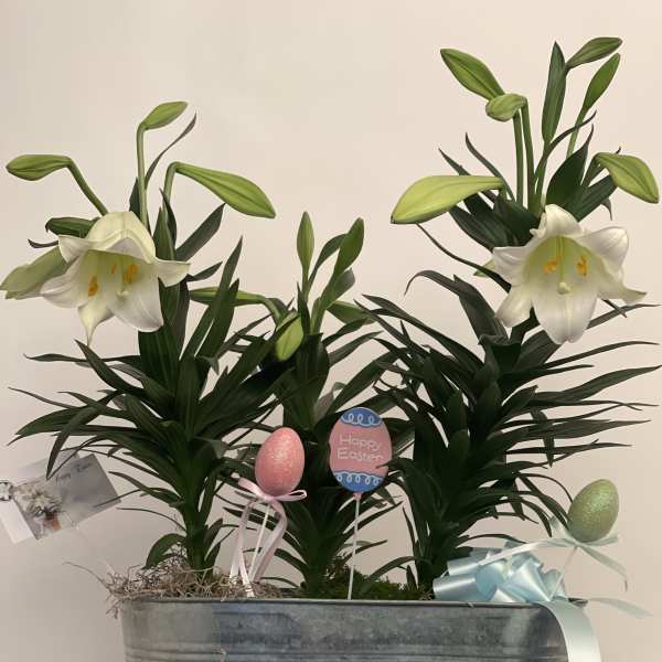 Eater lilies in tin Container