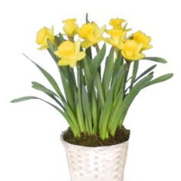 POTTED DAFFODILS PLANT BASKET