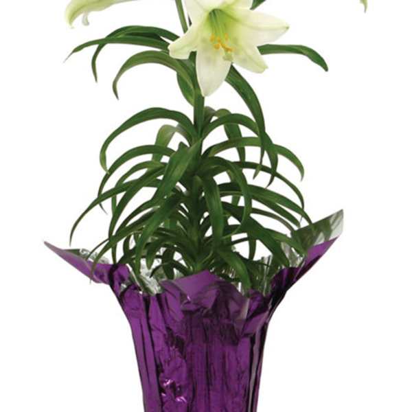 Potted white lily plant with trumpet-shaped blooms wrapped in shiny purple foil.
