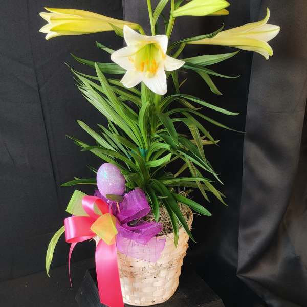 Easter Lily