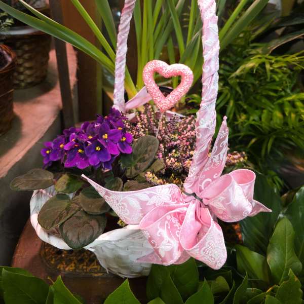 AFRICIAN VIOLET & HEATHER