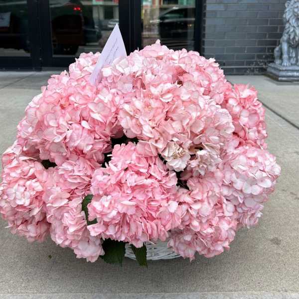 #67 Pink hydrangea basket
