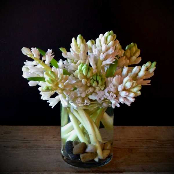Hyacinth Cluster *assorted colors