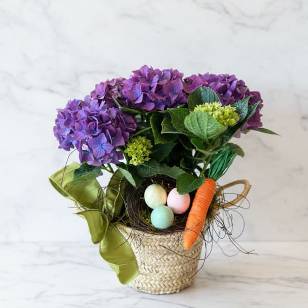 Spring Nest Hydrangea