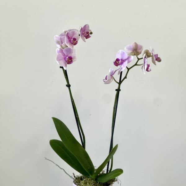 Phalaenopsis Orchids by Westford Florist Art by Veny