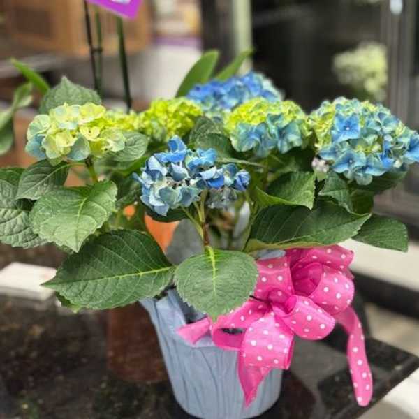 Mini Hydrangea Plant