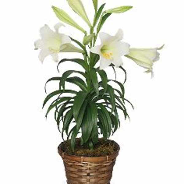Easter Lily Plant