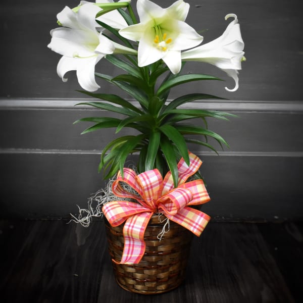 Potted white lilies in a woven basket with a pink and orange plaid bow.