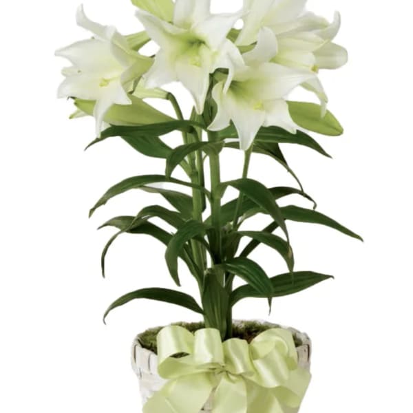Easter Lily Plant