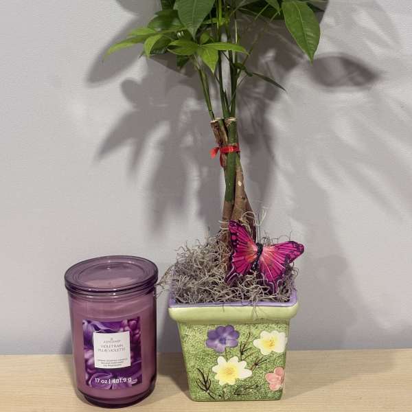 Money Tree & Candle