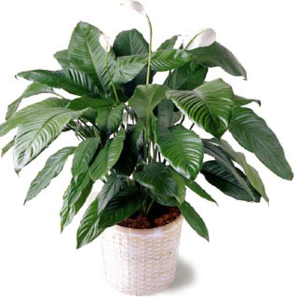 Spathiphyllum Plant in Basket