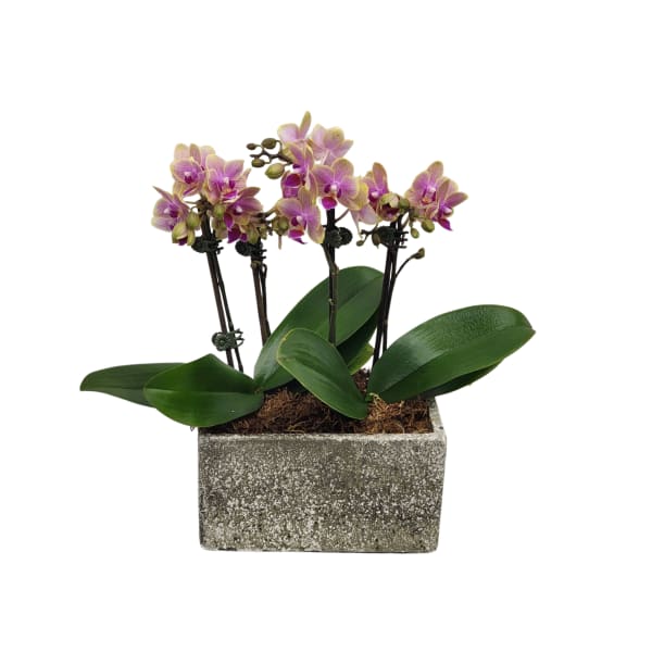 Double Mini Orchid Planter