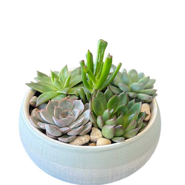 Succulent Stone Garden