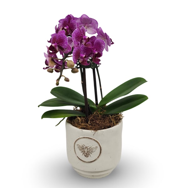 Mini Orchid Planter